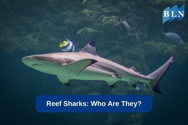 Reef Sharks: Who Are They?